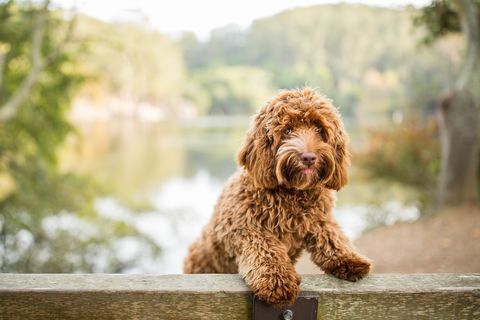 mixed breed dogs - labradoodle