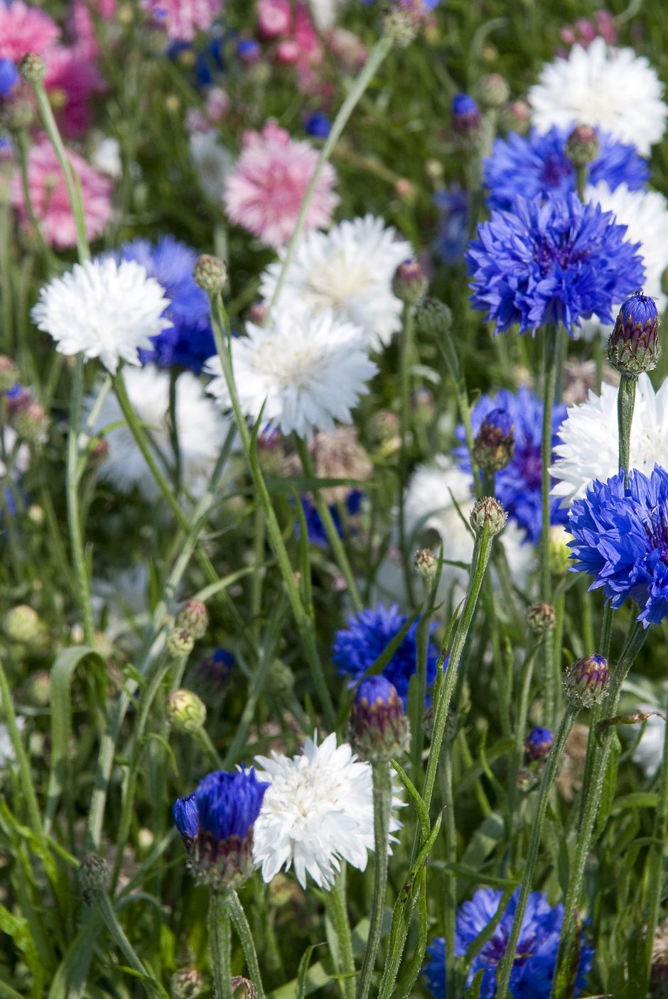 30 Best Spring Flowers - Popular Flowers to Plant in Spring