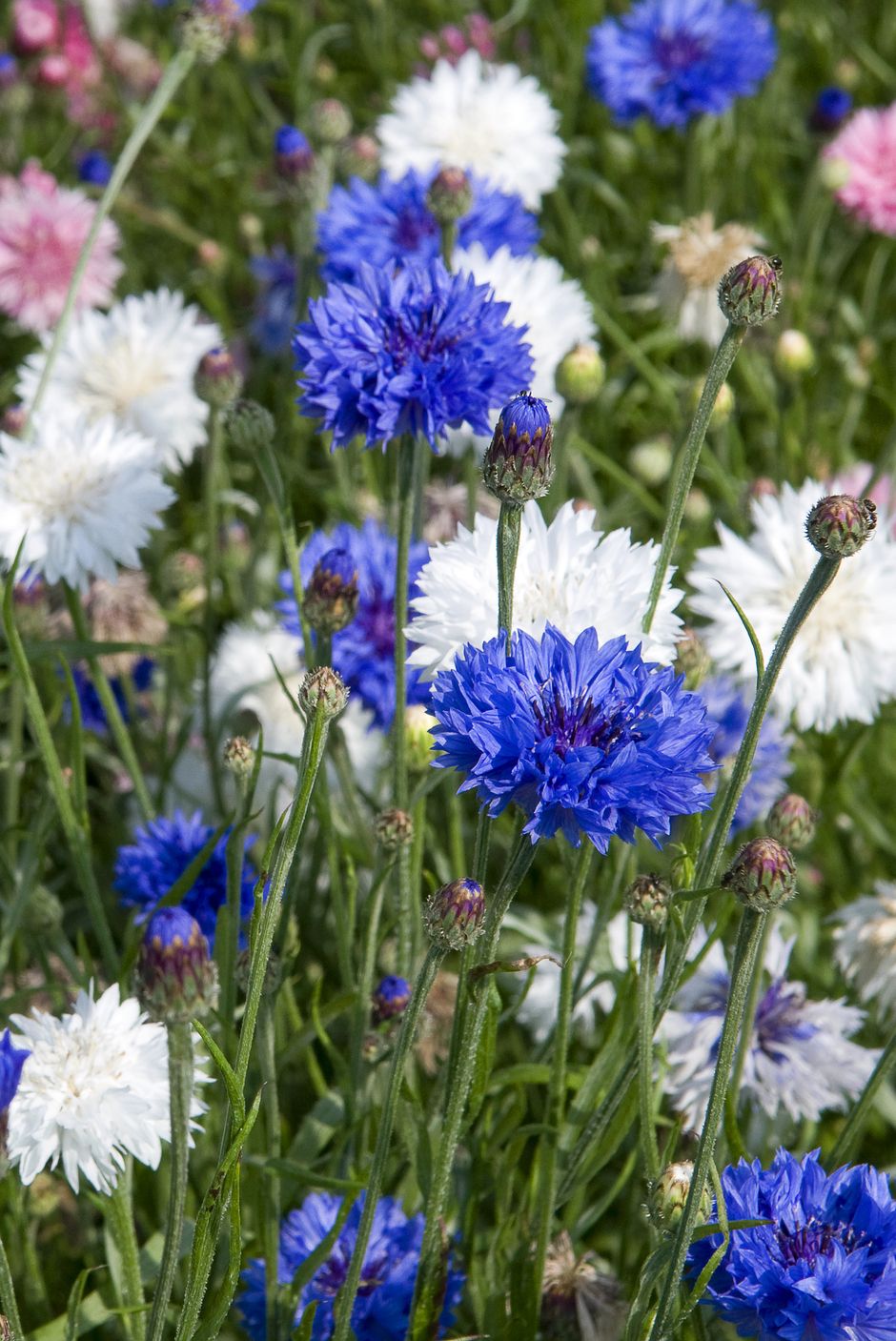 blue white and pink cornflowers