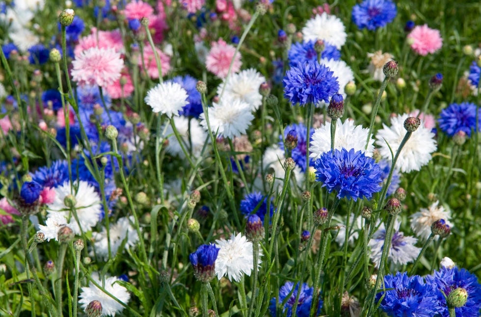 blue white and pink cornflowers