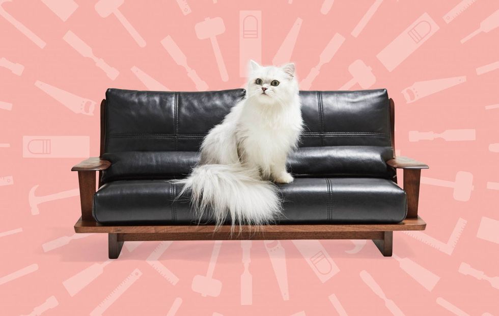 Furniture, Cat, Persian, Room, Carnivore, Companion dog, Wallpaper, Felidae, Couch, Fur, 