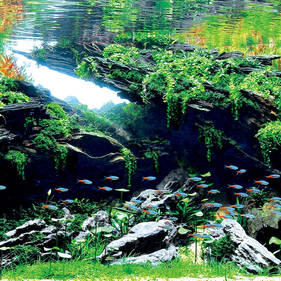 aquarium 