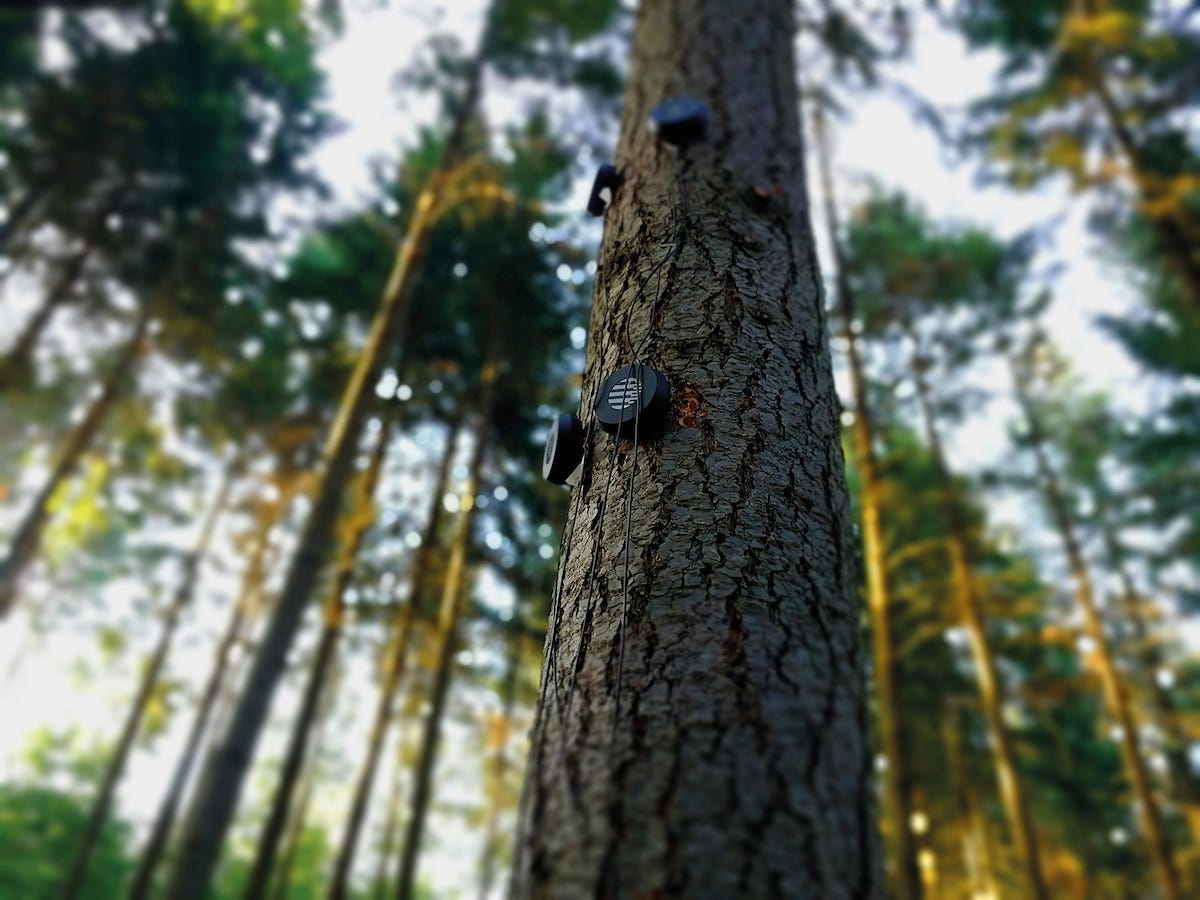 Tecnologia che ti permette di sentire gli alberi parlare (e cantare)