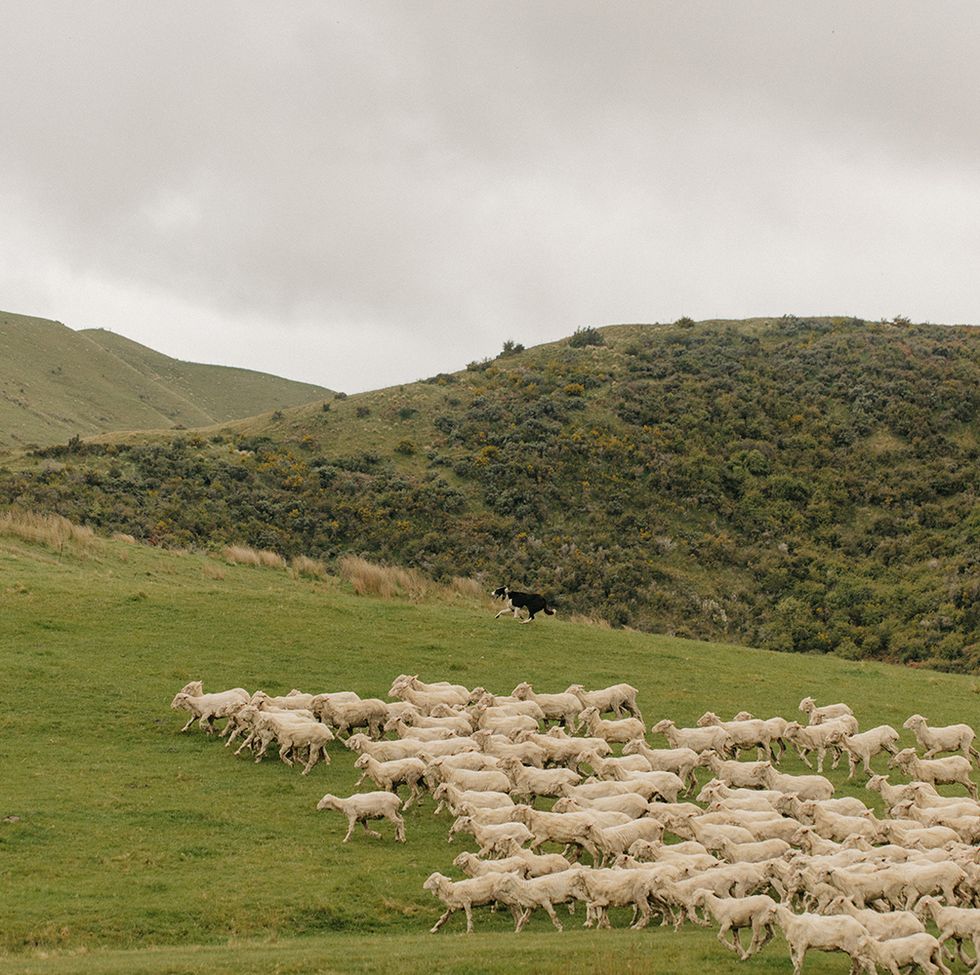 Sheep, Grassland, Pasture, Herd, Sheep, Highland, Natural environment, Mountainous landforms, Hill, Natural landscape, 