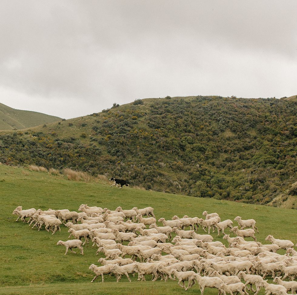 Sheep, Grassland, Pasture, Herd, Sheep, Highland, Natural environment, Mountainous landforms, Hill, Natural landscape, 