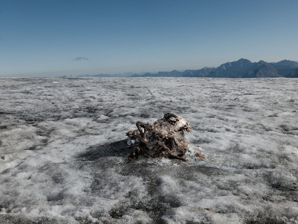 In de buurt van de Italiaanse grens en de top van de Weiseespitze is een gemummificeerde gems een jong vrouwtje opgedoken uit het smeltende ijs van de Gepatschferner de op n na grootste van Oostenrijk Geschat wordt dat de gems vijfhonderd jaar oud is