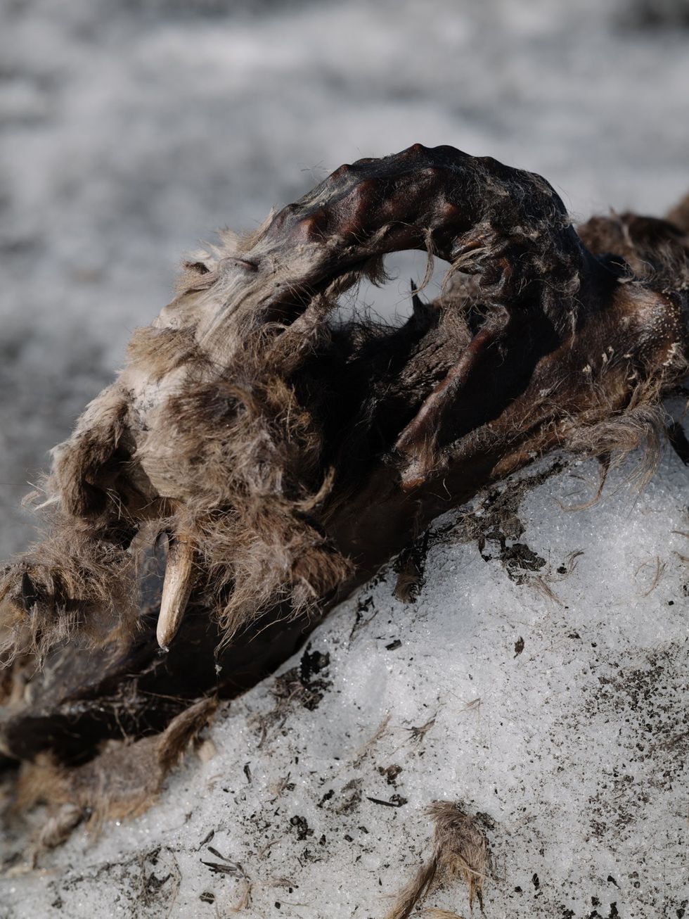 Een closeup van de hals van de gems Fischer heeft ook de plukjes haar die over het ijs lagen verspreid meegenomen