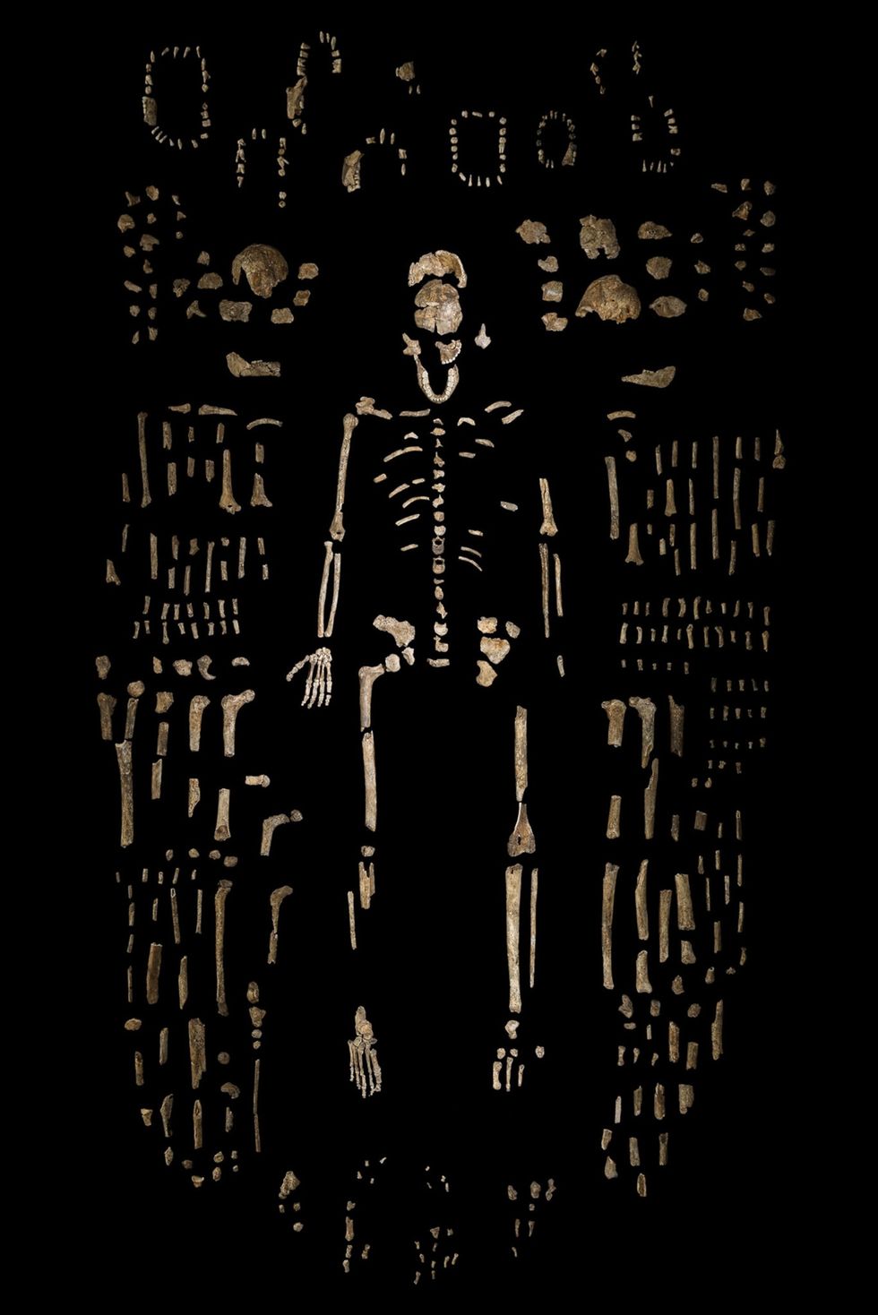 De Dinaledikamer van de grot bevat de resten van minstens 15 Homo naledi waarvan er n te zien is in het bovenstaande samengestelde skelet