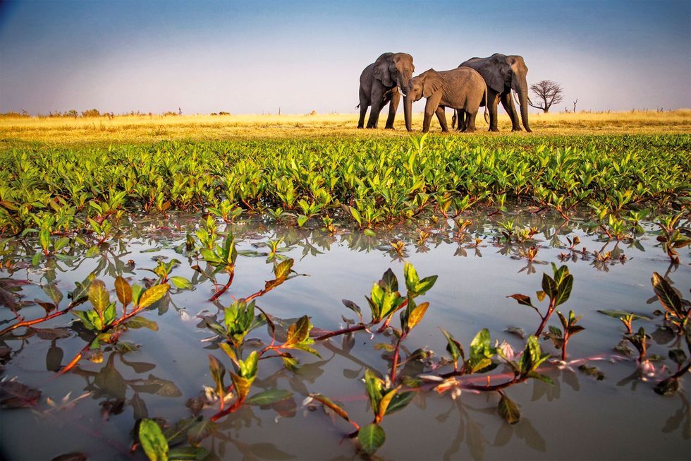 Afrikaanse olifanten in de Okavangodelta in Botswana