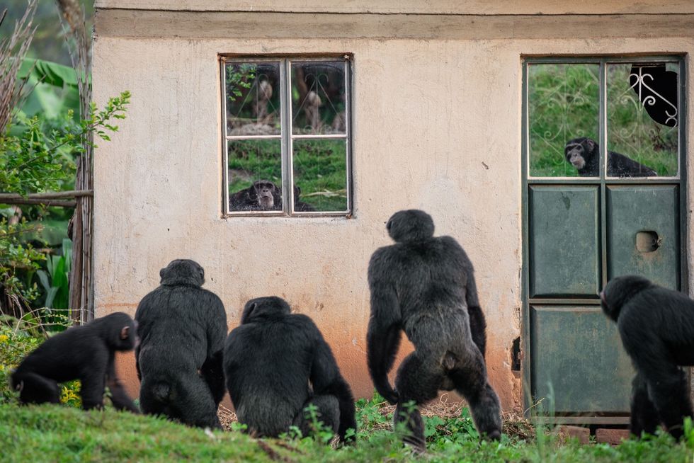De chimpansees die in een groep bij het verlaten huis van het gezin staan zien uitdagers in hun eigen weerspiegeling in de ruiten