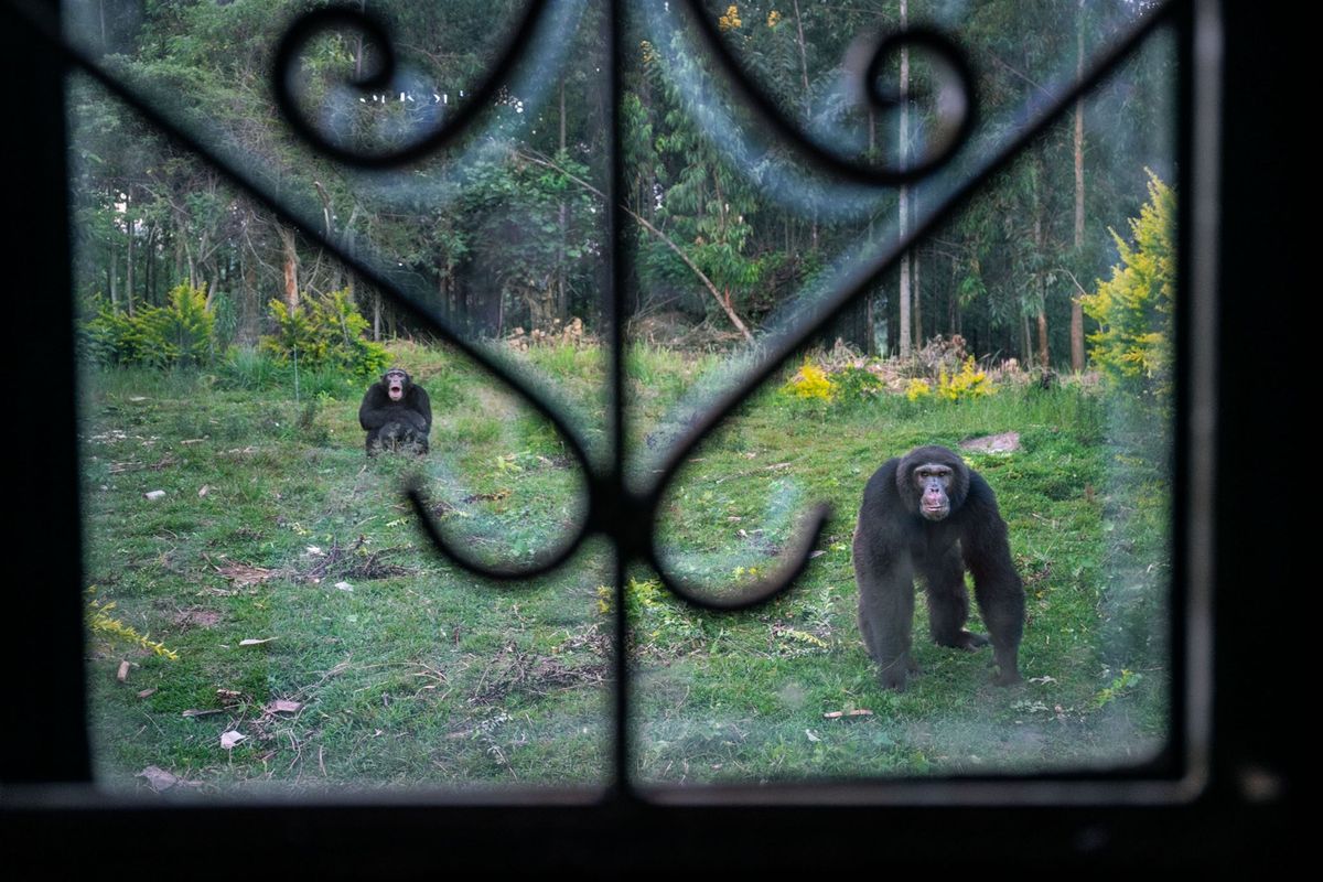 Wilde chimpansees waarvan hun oorspronkelijke leefgebied is aangetast komen in de buurt van een huis in het Oegandese dorp Kyamajaka