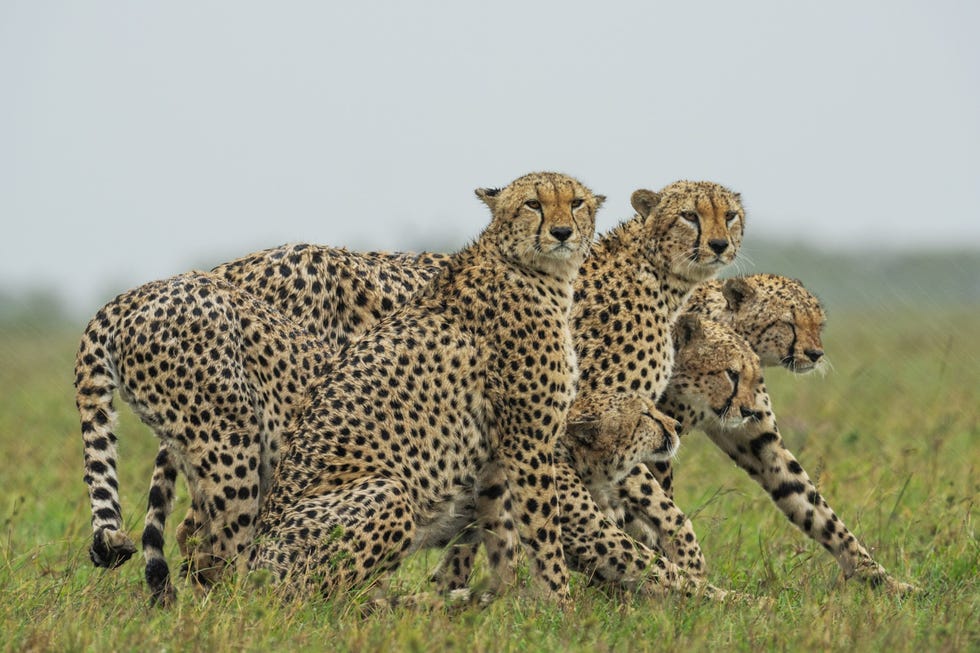 MM8752_191029_008292 In het Keniaanse Masai Mara National Reserve hebben ze van safarigidsen de bijnaam de Magnificent Five gekregen Deze cheetamannetjes hebben meer dan vier jaar samen gejaagd Normaliter zijn ze rivalen maar de katten kunnen zeer sociaal zijn en zich enorm goed aanpassen Deze cheetas zijn bij elkaar gebleven zolang ze dat van pas kwam Uit The urgent need to protect the Serengetis intricate web of life november 2021