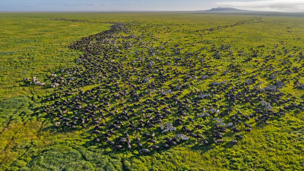 MM8752_200217_058775 Elke maand februari nog vr hun gevaarlijke trek naar het noorden verzamelen gnoes zich op de weidse vlakten aan de zuidgrens van het Serengeti National Park in Tanzania waar ze zich samen met talloze zebras die met ze mee zullen trekken tegoed doen aan vers gras en hun jongen ter wereld brengen Hier worden elk jaar een half miljoen gnoekalveren geboren gemiddeld zon 24000 per dag De pasgeboren dieren kunnen binnen enkele minuten met hun moeder meelopen Zon 13 miljoen gnoes trekken elk jaar in een grote boog met de klok mee van Tanzania naar Kenia waarbij ze de seizoensgebonden regenval volgen Het gaat om de grootste landtrek op de planeet Uit Why the wildebeest is the unlikely king of the Serengeti november 2021