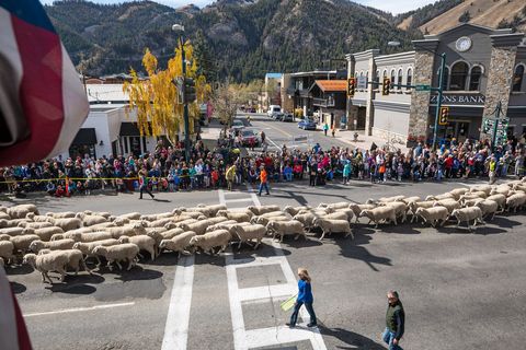 Duizenden schapen paraderen door het centrum van Ketchum in Idaho tijdens het Trailing of the Sheep Festival dat jaarlijks plaatsvindt in oktober De staat is de thuisbasis van een bloeiende Baskische gemeenschap in Amerika