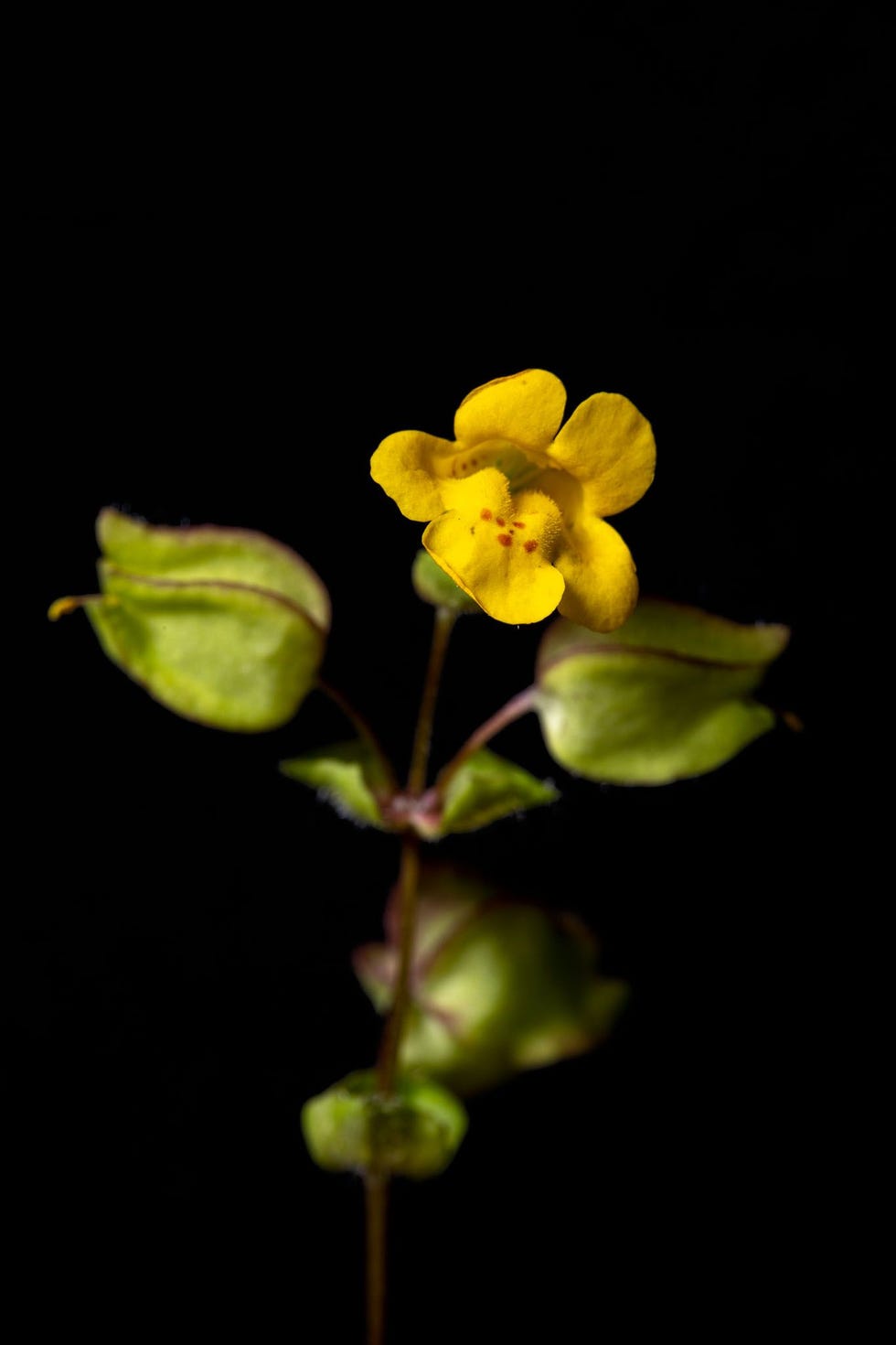 De maskerbloemsoortMimulus nudatus