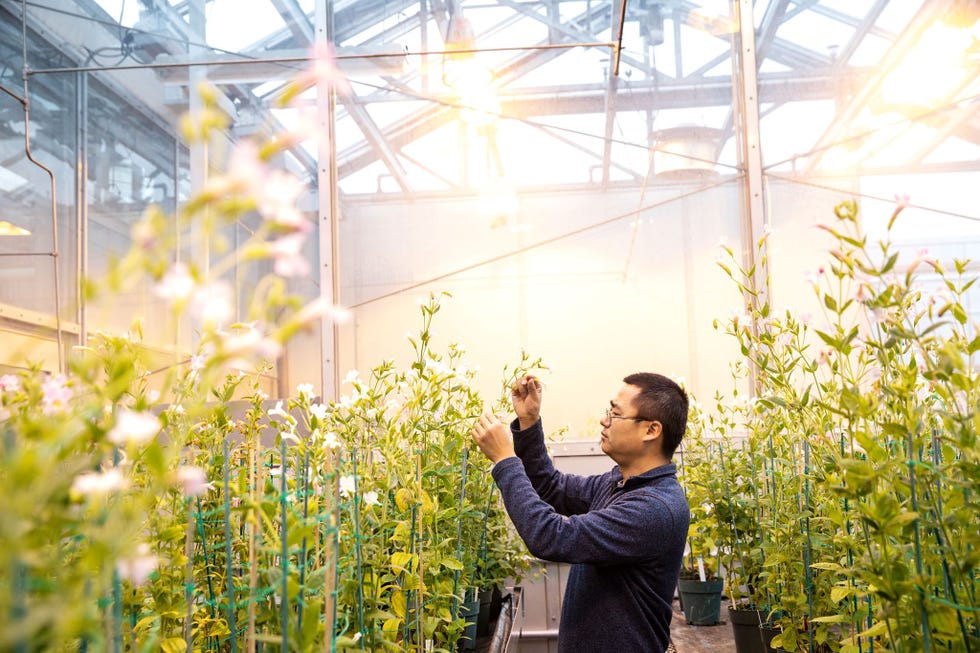 Bioloog Yaowu Yuan met een ruimte vol mutanten van deMimulus lewisiiin de kassen van de University of Connecticut Ecology and Evolutionary Biology
