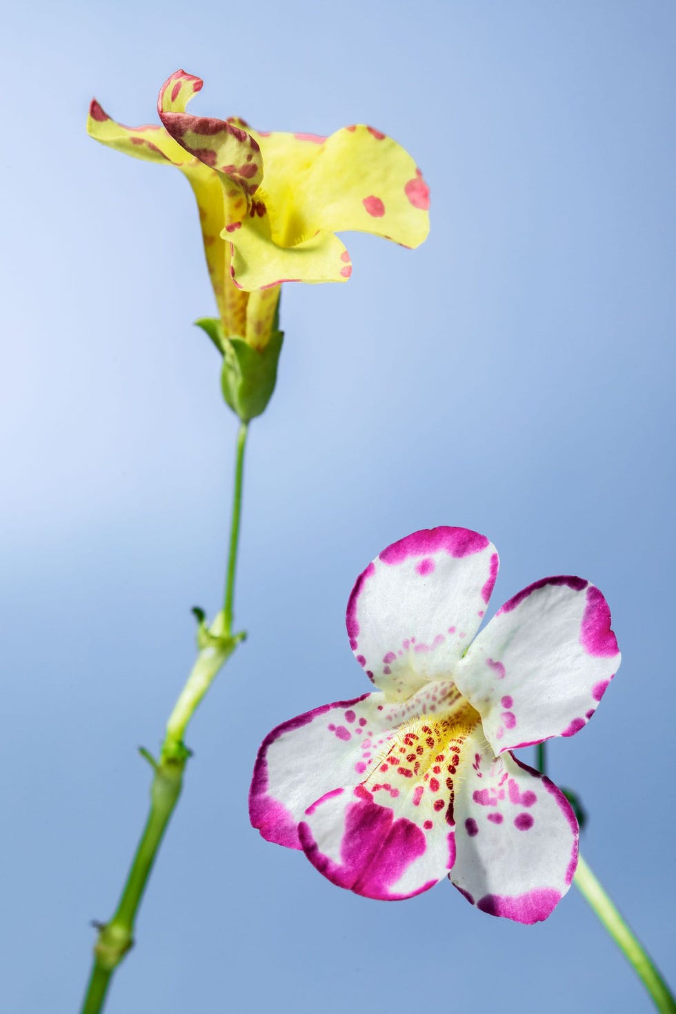 Hybride maskerbloemen van de soortenMimulus cupreusenMimulus variegatus