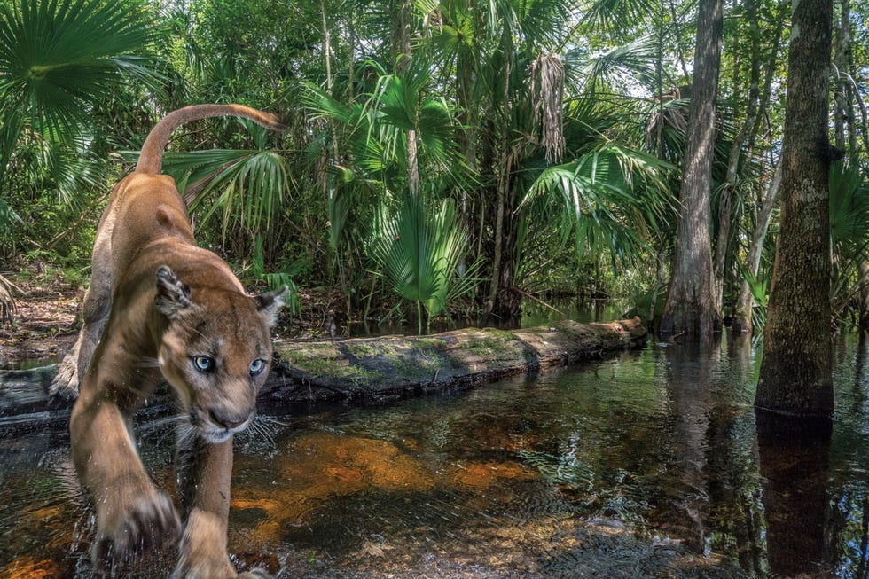 Een mannetjespanter springt over een beekje in het Florida Panther National Wildlife Refuge in het zuidwesten van de staat De zelden gefotografeerde katten waarvan er nog maar zon tweehonderd exemplaren in het wild rondlopen heroveren hun aloude verspreidingsgebied ten noorden van de Everglades maar hun habitat wordt nog altijd bedreigd door uitdijende voorsteden In juni nam Florida vergaande maatregelen om de wildcorridors te beschermen die zo belangrijk zijn voor het voortbestaan van de panter Uit How Americas most endangered cat could help save Florida maart 2021
