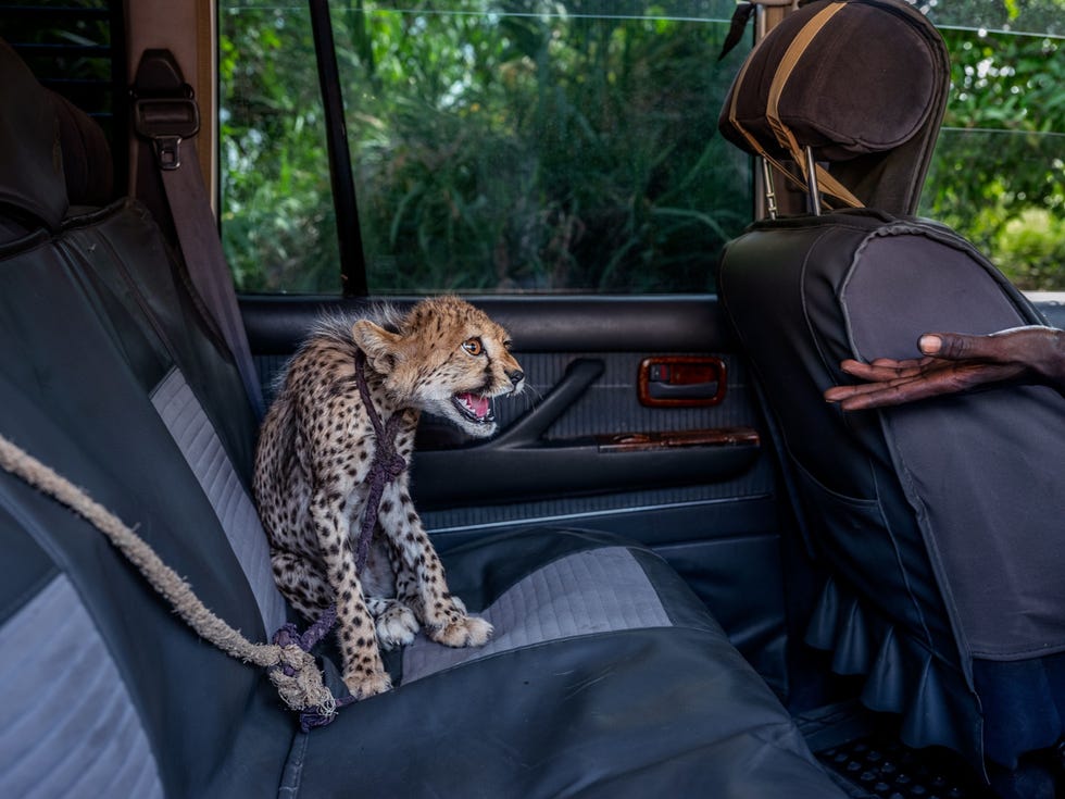 MM9296_200815_00791 In de achterbak van een terreinwagen sist een zeven maanden oude cheeta naar de uitgestrekte hand van een verzorger Het welpje dat later de naam Astur kreeg werd door de douane onderschept voordat het aan een wildsmokkelaar verkocht kon worden Maar elk jaar worden grote aantallen mogelijk honderden vaak zeer jonge cheetas vanuit Somaliland naar de Golfstaten gesmokkeld waar ze als exotische huisdieren worden verkocht Uit How trafficked cheetah cubs move from the wild and into your Instagram feed augustus 2021