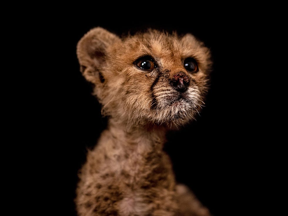 MM9296_201119_10088 De cheeta San de naam betekent neus in het Somalisch behoorde tot een groepje van tien welpen dat in oktober 2020 werd gered na de geruchtmakende arrestatie van de cheetasmokkelaar Cabdi Xayawaan San had een lelijke wond aan haar neus en huilde aanvankelijk veel Maar sinds ze samenleeft met Link en Zelda rechts is ze tot rust gekomen Uit How trafficked cheetah cubs move from the wild and into your Instagram feed augustus 2021