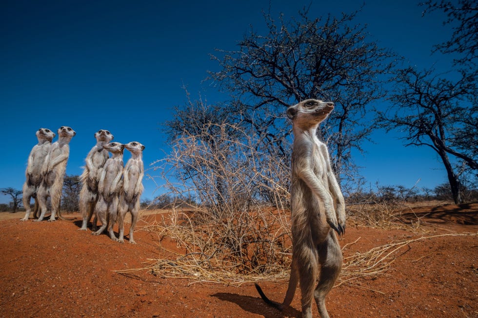 MM9392_200927_069070 Stokstaartjes uit de familie van de mangoesten overleven in de Kalahariwoestijn in zuidelijk Afrika alleen dankzij de groep waarin ze leven Schildwachten staan op de uitkijk en speuren de omgeving af op gevaren terwijl volwassen dieren met een lagere rang in de pikorde overwegend wijfjes voedsel verzamelen en voor de welpen van het alfavrouwtje zorgen Onduidelijk is nog of de stokstaartjes van de Kalahari te lijden hebben onder de klimaatverandering maar hun aantallen zouden kunnen slinken door warmere en drogere zomers Uit Rising heat puts the Kalaharis ecosystem on the edge of survival juli 2021