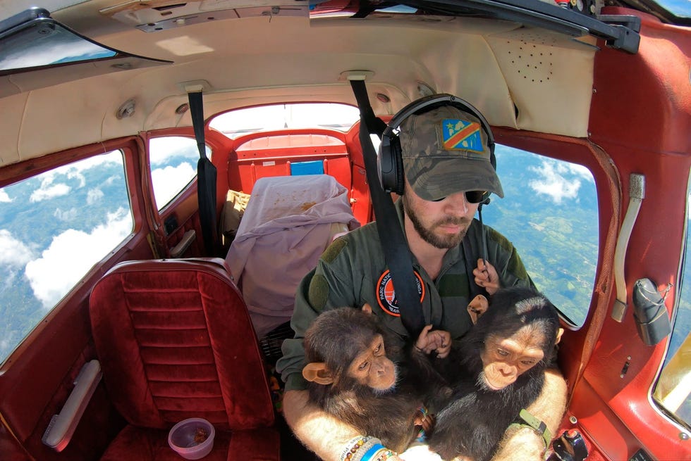 MM9393_WPYstory_001 Anthony Caere een piloot van het Parc national des Virunga in de Democratische Republiek Congo heeft de jonge chimpansees Felix en Mara op de arm terwijl hij ze naar het Lwiro Primates Rehabilitation Center vliegt De ouders van de babychimpansees werden gedood door stropers Volgens Caere die in 2017 een vliegtuigcrash overleefde geeft het helpen van de chimpansees hem een levensdoel Uit Central African sanctuary gives hope to chimpsand their rescuers september 2021