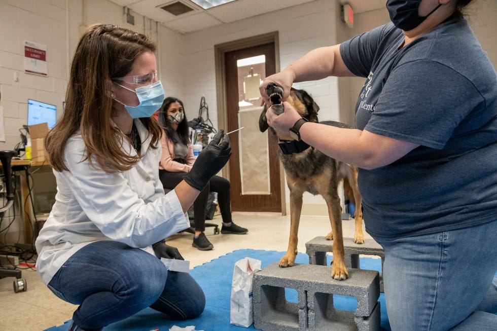 Meghan Ramos een sport en revalidatiearts in opleiding bij het Working Dog Center neemt met een wattenstokje wat slijm weg uit de bek van Tuukka terwijl Essler het baasje van Tuukka haar vasthoudt Het is voor het eerst dat Tuukka meewerkt aan geuronderzoek Het was grappig om te zien hoe ze haar best moest doen De overgang van het gewone ruiken in huis naar het opsporen van COVID is net zoiets als overgaan van gewoon rekenen naar wiskunde vertelt Essler
