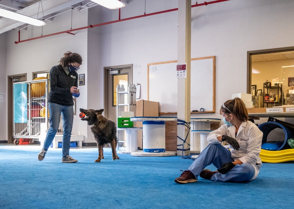 Cynthia Otto directeur van het Working Dog Center is bezig met Duitse herder Rico Otto denkt dat het mogelijk is om in de toekomst honden op te leiden voor COVID19controles bij mensen in openbare ruimten als vliegvelden of stadions