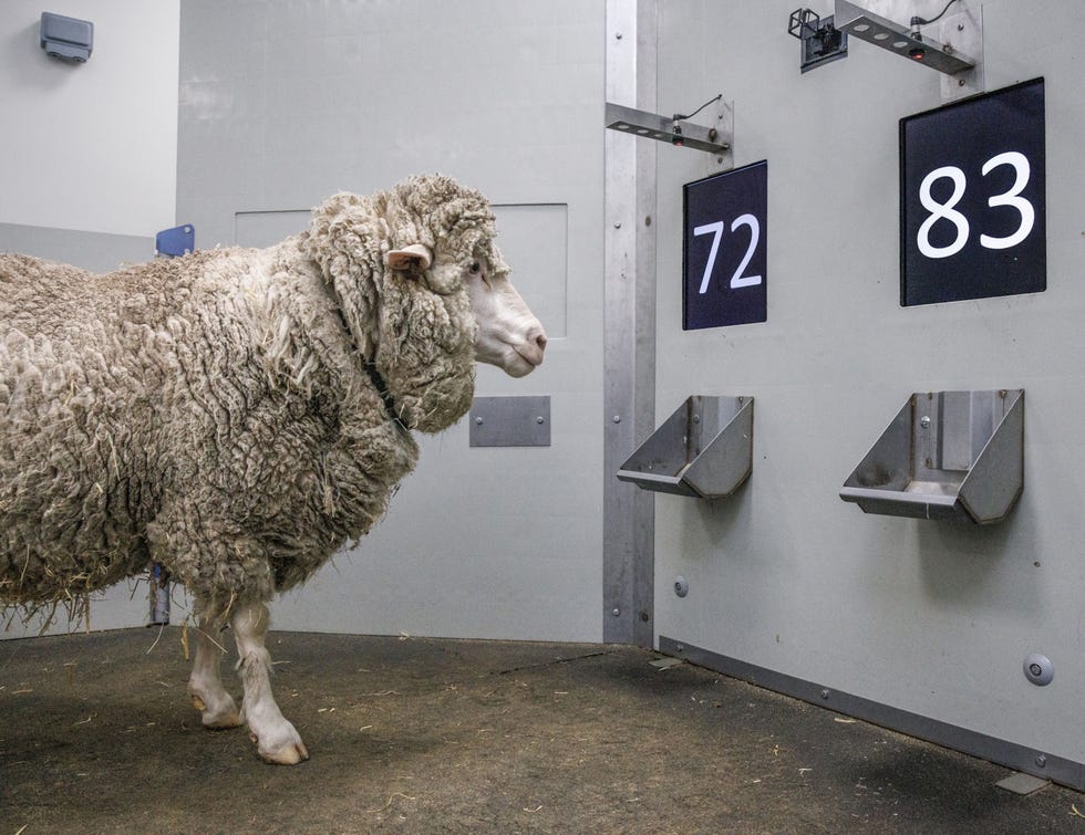Een schaap denkt na welke van de twee nummers hij heeft leren herkennen en nu moet uitkiezen Schapen zijn goed in deze test Ze herinneren zich ook gezichten een voortgeschreden sociale vaardigheid Volgens onderzoekster Jenny Morton van de University of Cambridge zijn schapen weliswaar echte kuddedieren maar zijn ze ook in hun eentje gemakkelijk in de omgang Ze vertrouwen hun verzorgers zegt zij En vertrouwen vereist emotionele intelligentie
