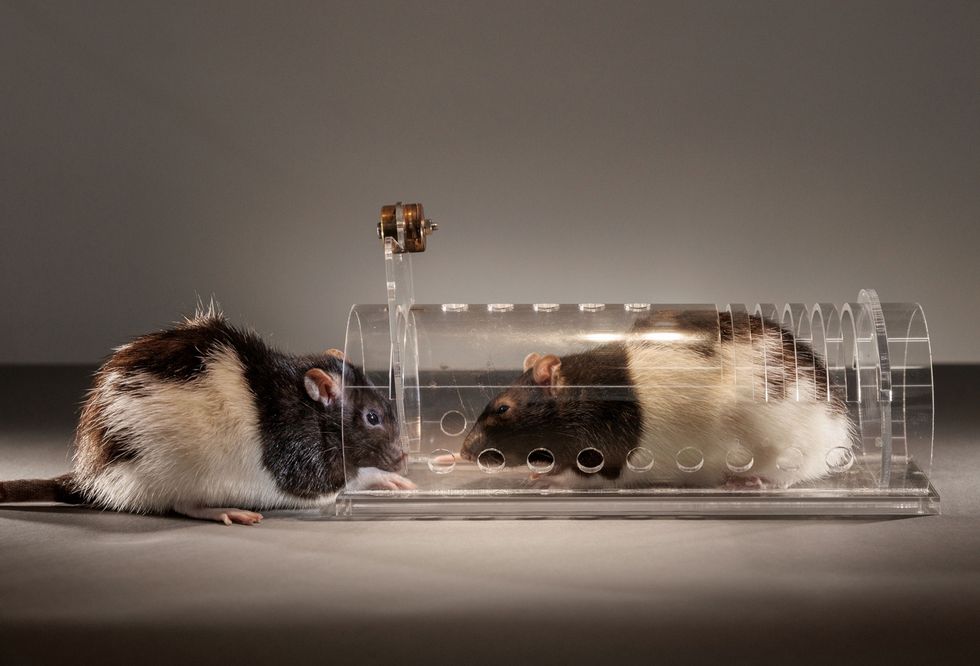 Ratten vertonen de fundamentele aspecten van empathie zegt Inbal BenAmi Bartal neurowetenschapper aan de Universiteit van Tel Aviv In haar onderzoek zocht ze uit of de knaagdiertjes een andere rat uit een plastic buis zouden bevrijden en ontdekte ze dat alleen ratten uit de eigen sociale groep werden geholpen Jonge ratten maakten geen onderscheid tussen leden van de eigen groep en vreemden