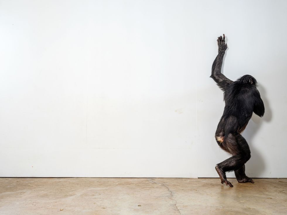 Viktor een bonobo in de Fort Worth Zoo in Texas staat bekend om zijn omgang met bezoekers Frans de Waal expert in primatengedrag denkt dat bonobos mogelijk over een nog sterker gevoel voor empathie beschikken dan mensen Volgens hem zijn bij bonobos de hersenregios die reageren op het lijden van andere dieren groter dan bij mensen en zijn ook de reactiepaden waarmee de apen hun agressie controleren sterker ontwikkeld