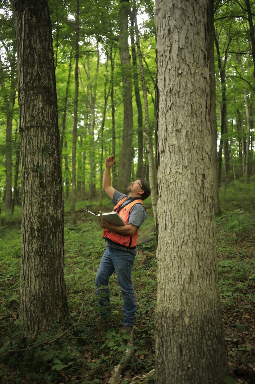 In de Constitution Grove inspecteert milieubeheerder Trent Osman een witte eik die in aanmerking komt om te worden gekapt Witte eik is van nature waterdicht waardoor het zeer gewild is als bouwhout voor grote schepen