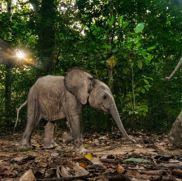 een groep olifanten in gabon vastgelegd door fotograaf jasper doest