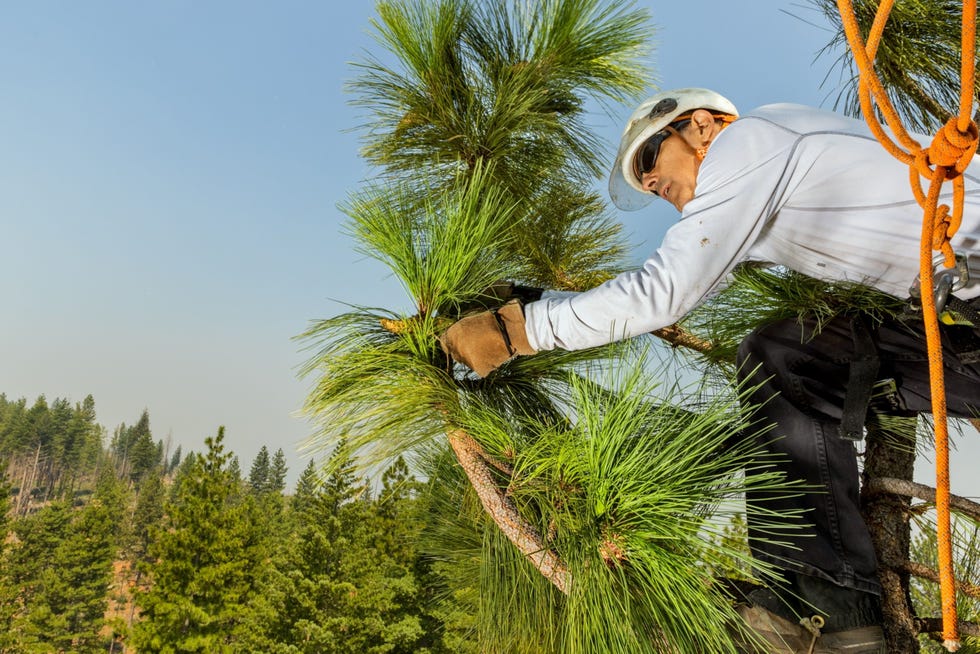 https://i.natgeofe.com/n/ec4f4b8d-7256-4a48-83a4-b7c67cc4c651/MM9739_%20210827_000220.jpg In het Californische Boggs Mountain Demonstration State Forest bereikt boomklimmer Robert Beauchamp de top van een Ponderosaden Hij is van plan de dennenappels van het bovenste derde deel van de boom te plukken