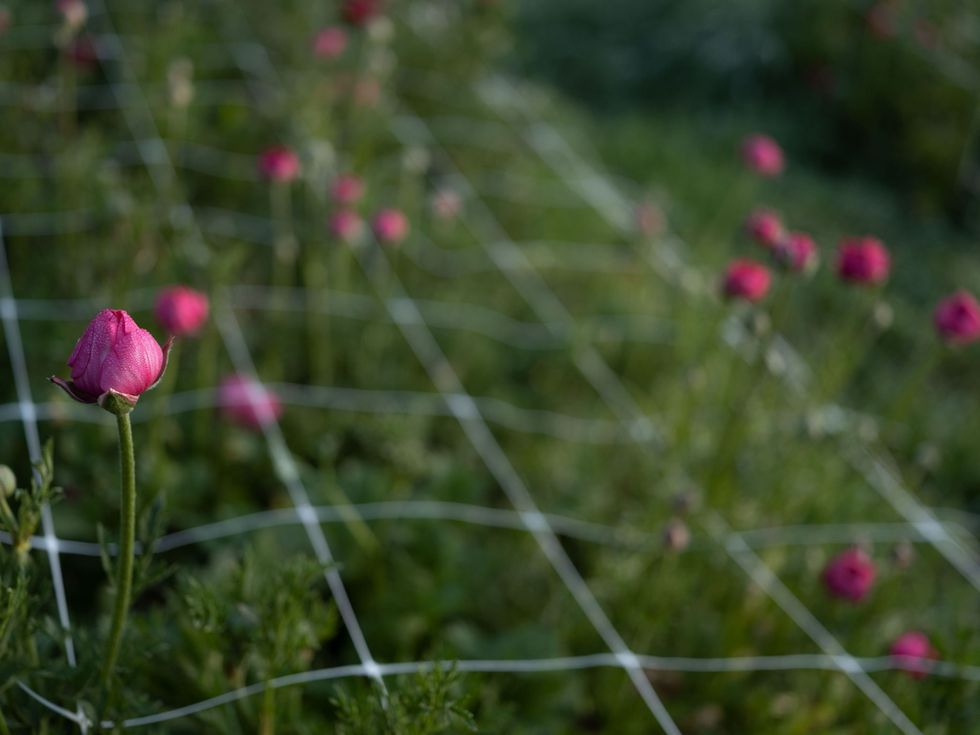 Op de Singing Frogs Farm worden ook roze ranonkelbloemen gekweekt die op boerenmarkten worden verkocht