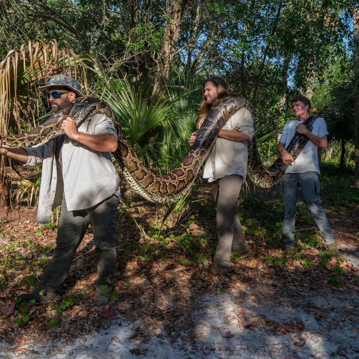 Florida's grootste python ooit is gevonden. Hoe de slang is ontdekt, lees je het eerst hier.