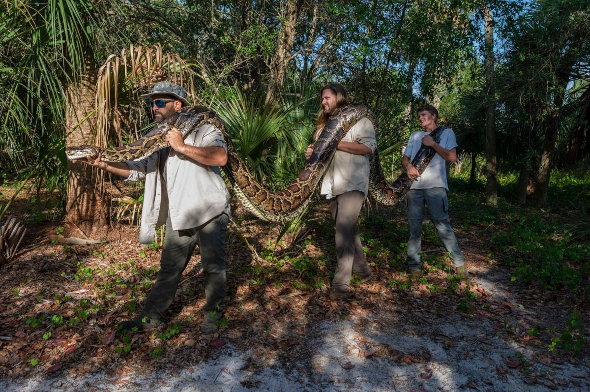 Onderzoekers Ian Bartoszek links en Ian Easterling en stagiair Kyle Findley rechts vervoeren een vrouwelijke tijgerpython naar hun lab in Naples Florida waar ze haar zullen uitspreiden en fotograferen Met haar 98 kilo en een lengte van ruim vijf meter breekt ze records