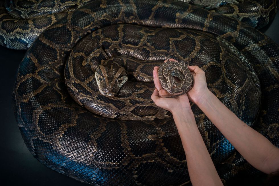 Bioloog Melinda Schuman van de Conservancy of Southwest Florida houdt een gevriesdroogde jonge slang boven het lichaam van de grootste vrouwelijke tijgerpython die door het centrum is gevonden