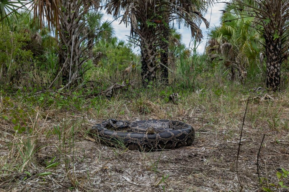 Dit is Loki een van de tientallen mannelijke verkenningsslangen die door onderzoekers worden ingezet om tijdens het broedseizoen vrouwelijke pythons te vinden Hij is hier gefotografeerd in Picayune Strand State Forest buiten Naples Florida waar veel invasieve pythons leven