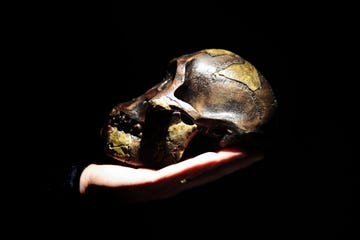 model of human ancestor skull australopithecus afarensis on a hand