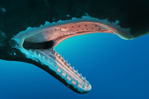 model  sperm whale's teeth