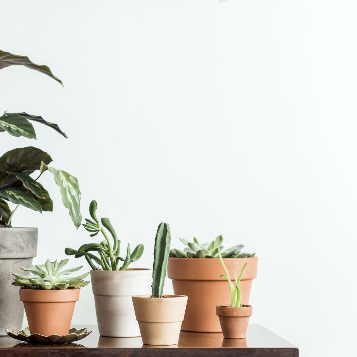 Note these tips before using ceramic pots in your indoor garden, Lifestyle  Decor