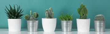 modern room decoration collection of various potted cactus house plants on white shelf against pastel turquoise colored wall cactus plants banner