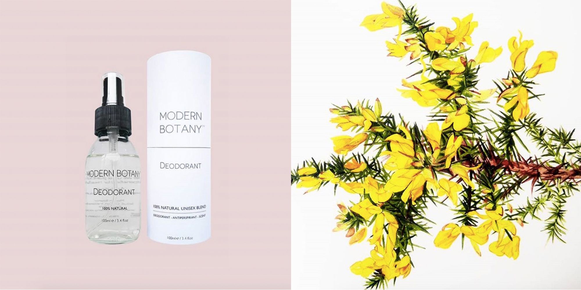 Modern Botany Deodorant
