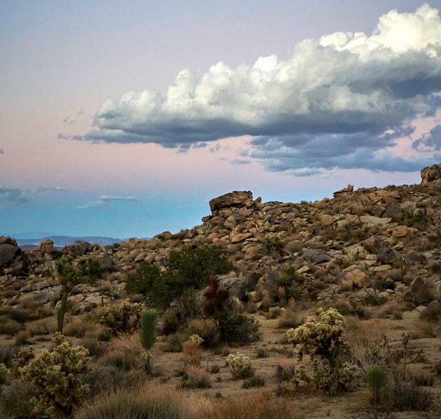 Desert Foothills Land Trust announces its 11th annual 'Desert Discovery  Day', Newsletter