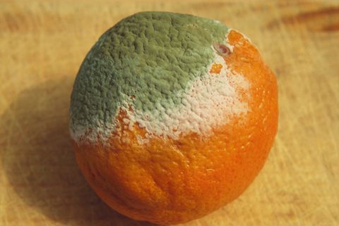 Mold (Penicillium chrysogenum) growing on orange, showing white sterile mycelium and blue conidial mycelium.