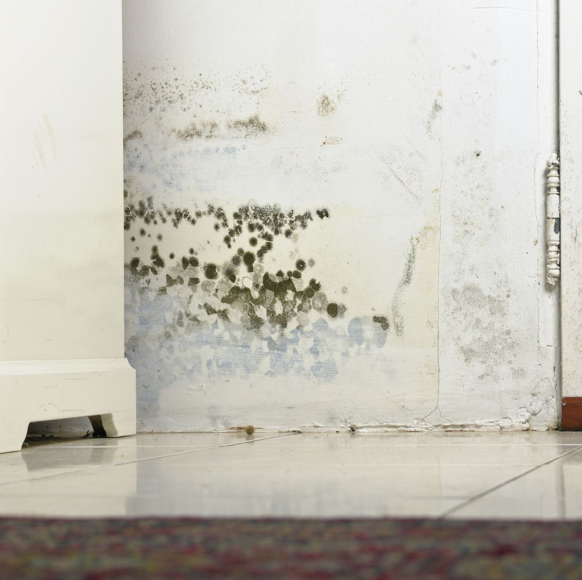 How to Get Rid of Black Mold - Removing Black Mold From Shower, Ceiling &  Walls