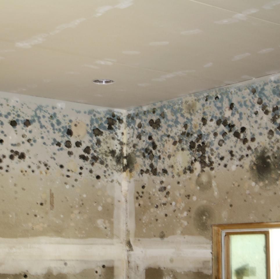 How To Get Rid Of Mold According Experts