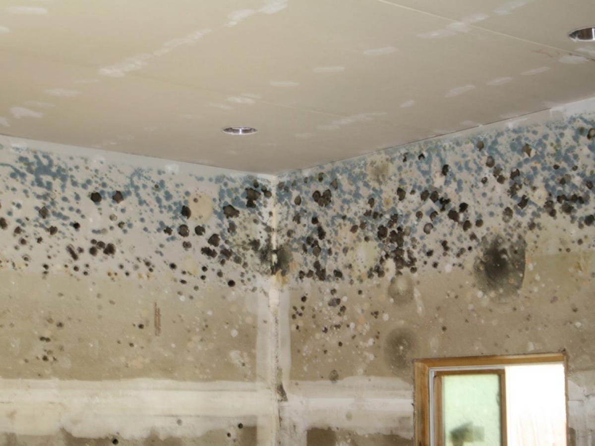 How to Get Rid of Black Mold - Removing Black Mold From Shower, Ceiling &  Walls