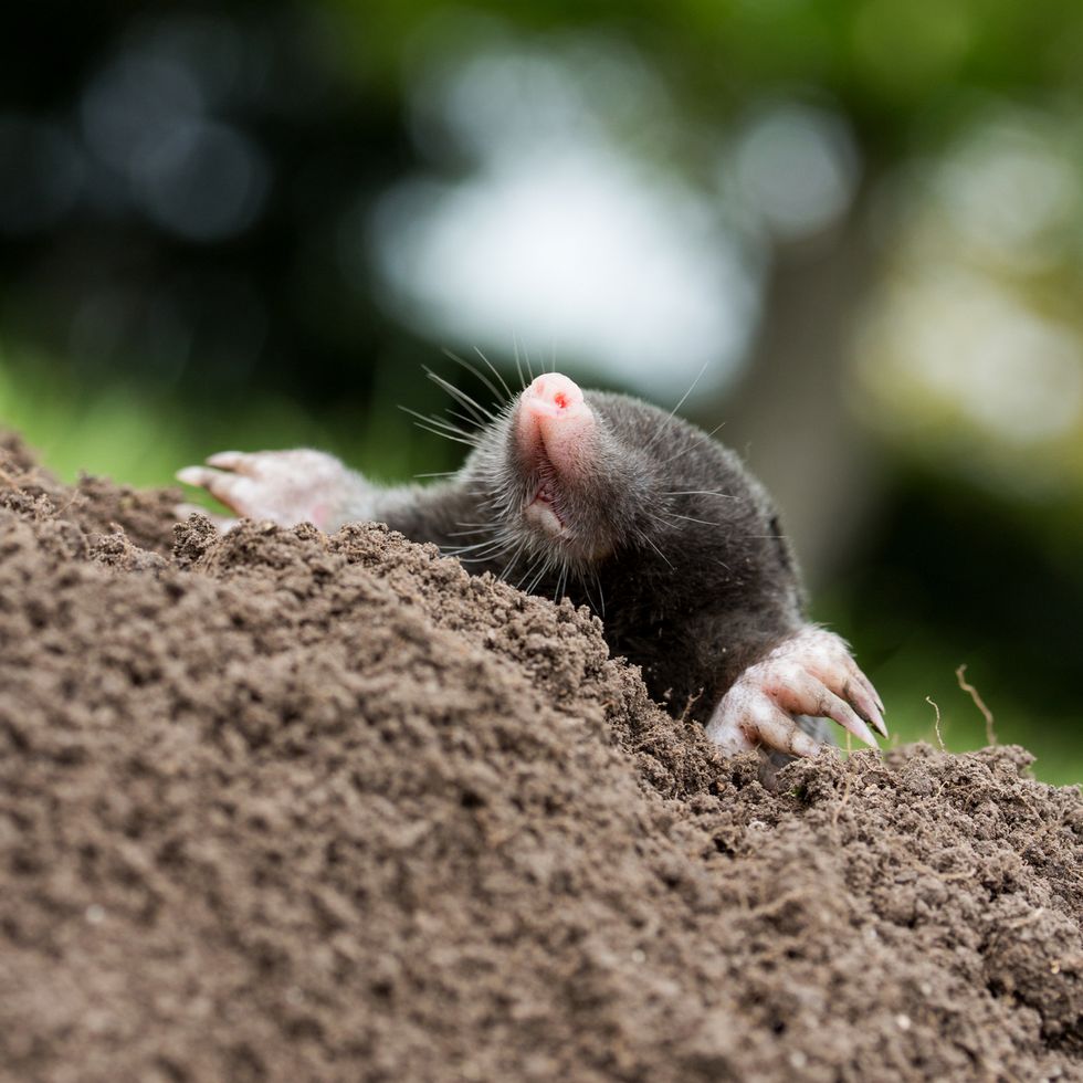 mole coming out of the dirt